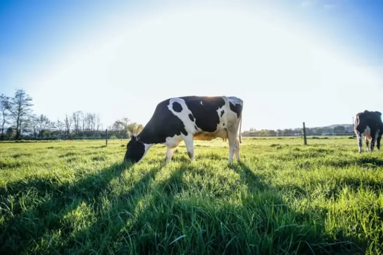 The Top Benefits of using Video Surveillance in the Dairy Industry