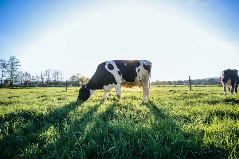The Top Benefits of using Video Surveillance in the Dairy Industry