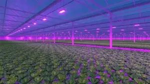 Greenhouse PoE Lighting powered by EnableIT PoE Technology