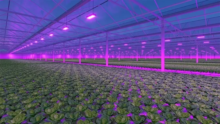 Greenhouse PoE Lighting powered by EnableIT PoE Technology