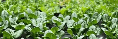 Agriculture Solutions with PoE Extenders